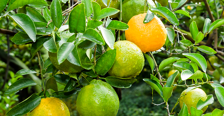 Rising orange juice prices press brands to innovate