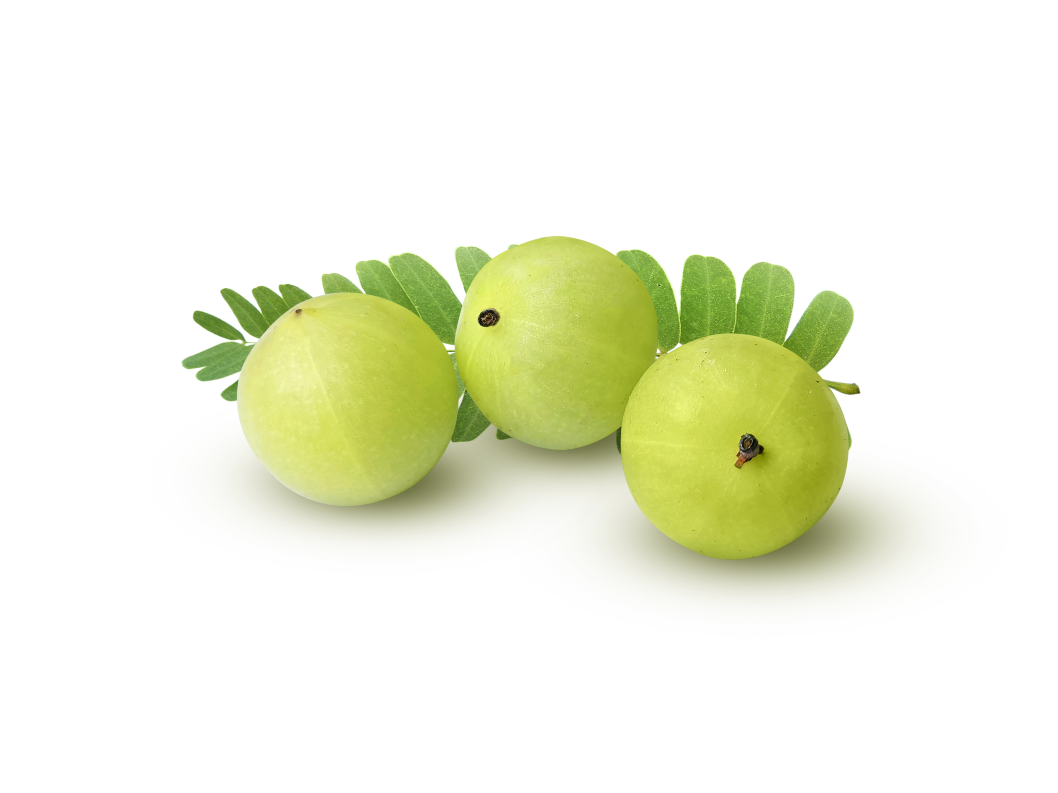 Amla Extract (Emblica officinalis)