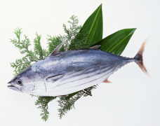Bonito Elastin