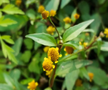 Spilanthes Acmella CO2 Extract