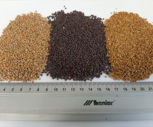 BLACK MUSTARD SEEDS